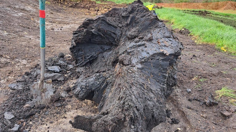 The dark, wet remains of an ancient tree lying in the ground, with excavated soil around it and a spade beside it to show it's size; it's width is about as high as a spade (about one metre)